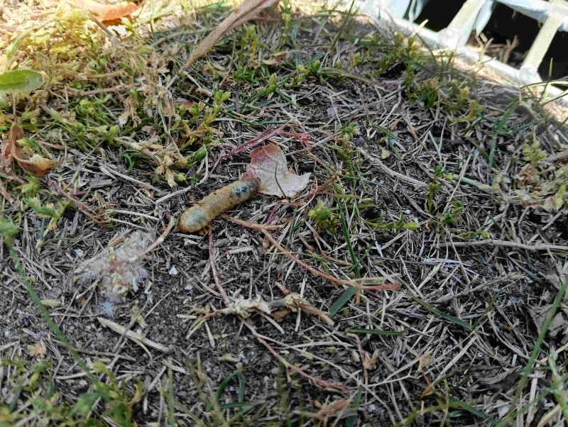 IMG20260518094941