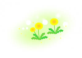 タンポポ